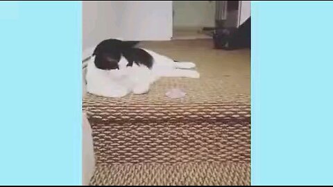 cute animals gets spooked. Try not to laugh