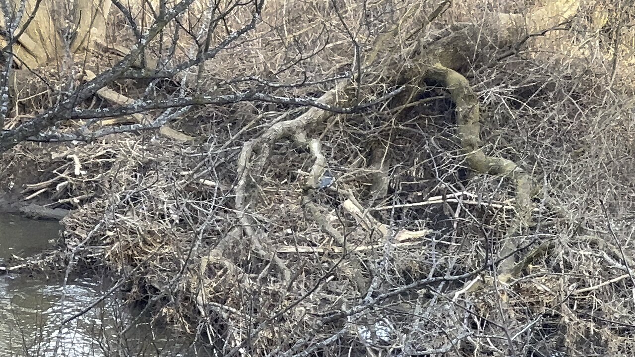 Where is the kingfisher? 😊