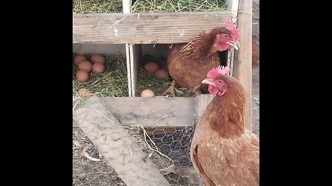 #chicken #farming #eggs