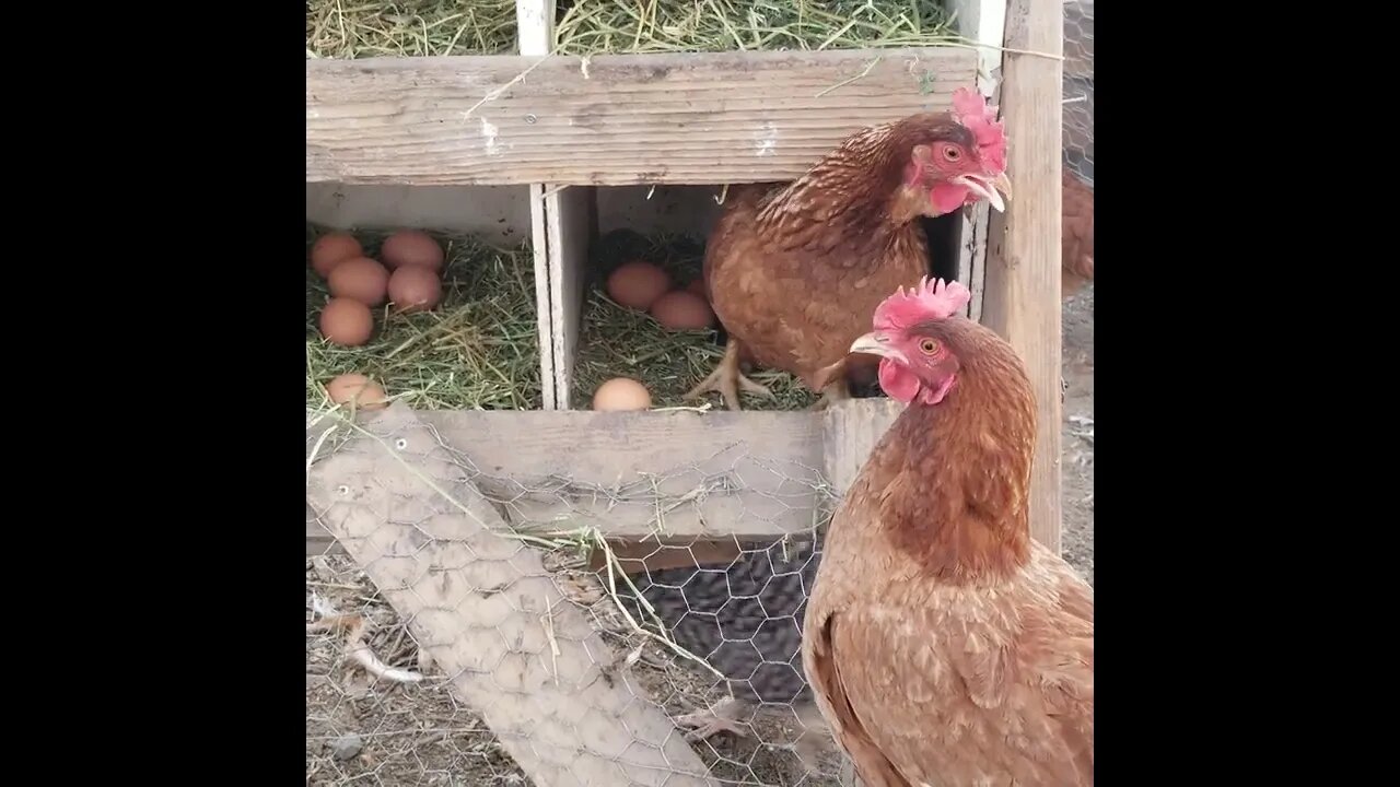 #chicken #farming #eggs