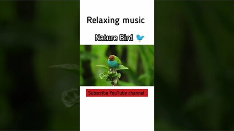 nature animal bird / Relaxing music #relaxingmusic #youtubeshorts #shorts