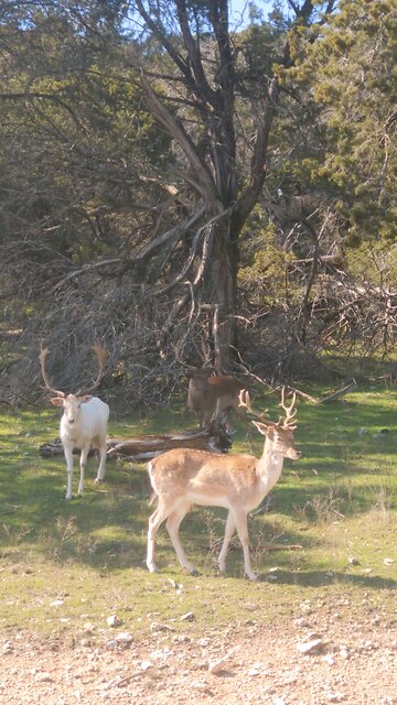 Beautiful white Fallow Buck