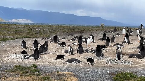 Penguins in Ushuaia