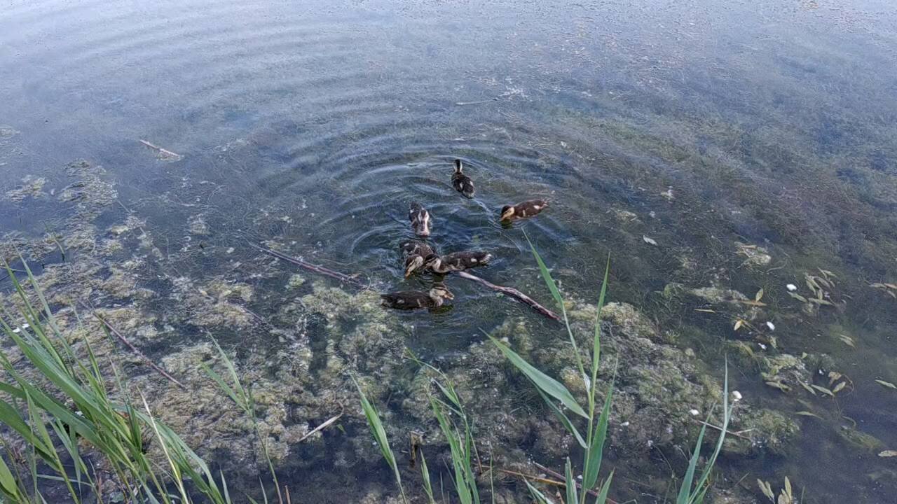 Feeding ducklings