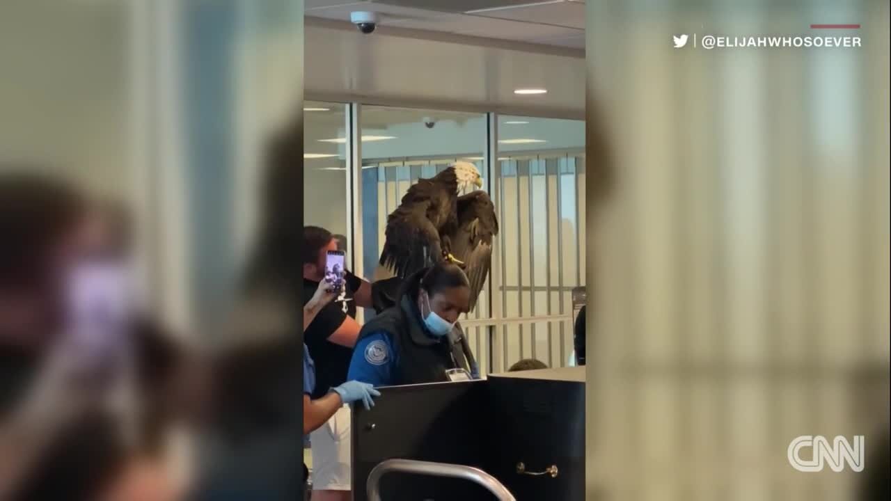 Massive bald eagle surprises travelers at airport