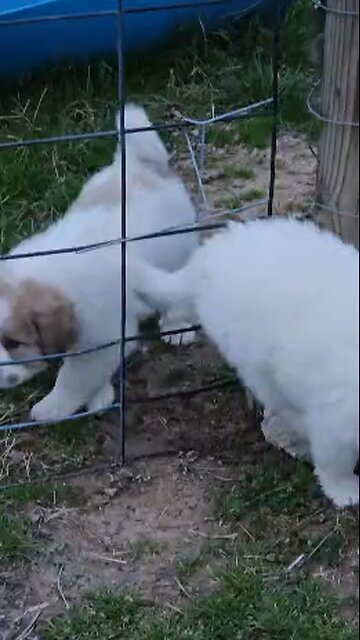 When they could walk through fence