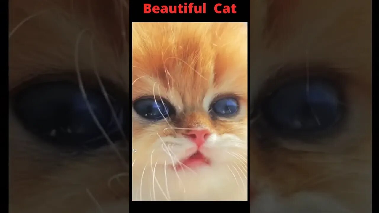 How Cat respond beautiful reaction