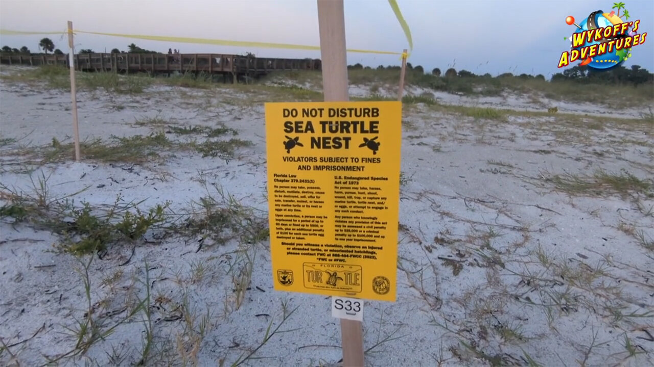 Stunning Beach Sunset and Sea Turtle Nesting Adventure at Fort De Soto Beach (Tierra Verde, Florida)