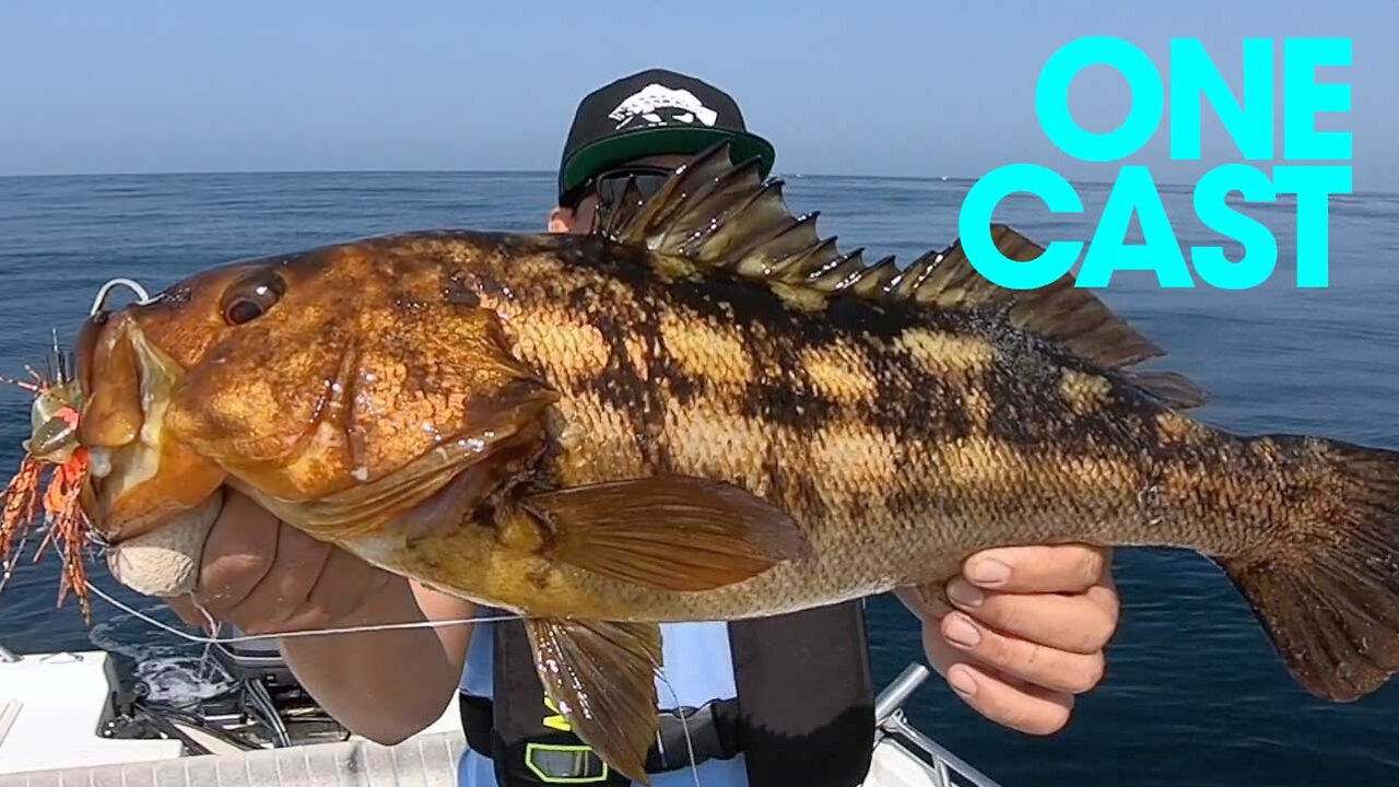 Big local Calico Bass | ONE CAST SERIES