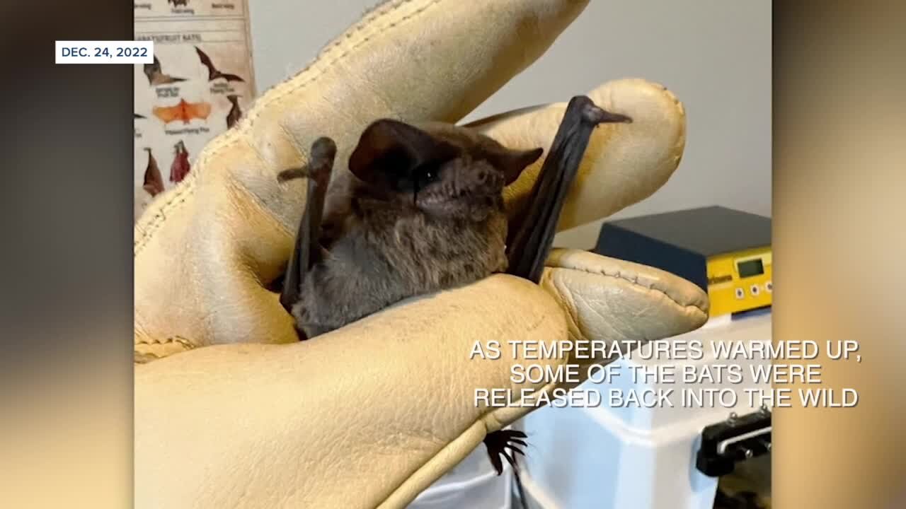 Shocked bats fall from perch after cold temps leave them frozen