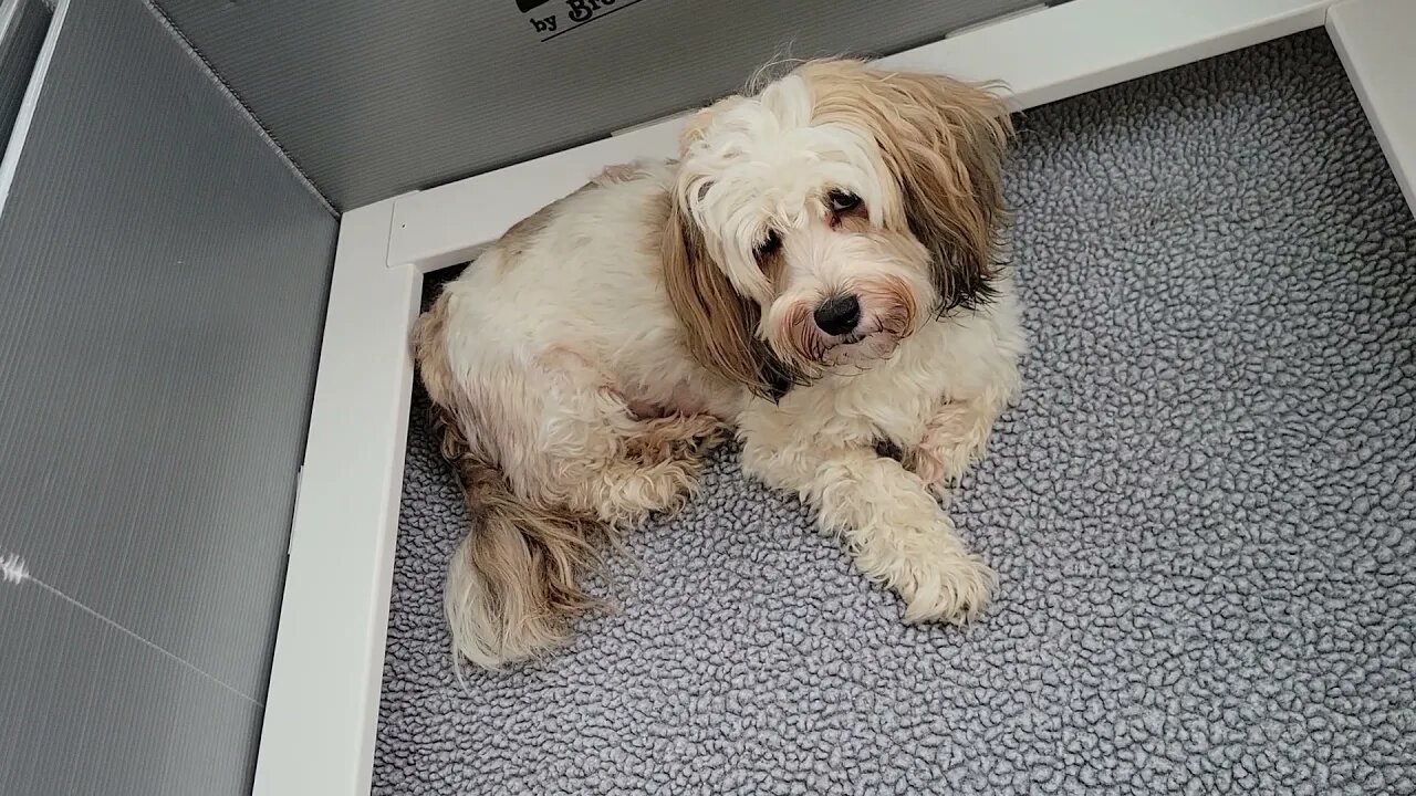 L Litter — 3 Days Old