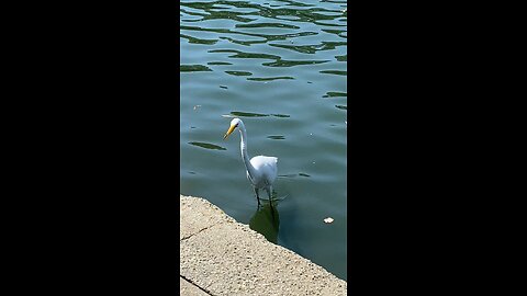 Great Egret