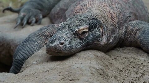 Komodoensis - melinus - Varanus auffenbergi - Manouria emys