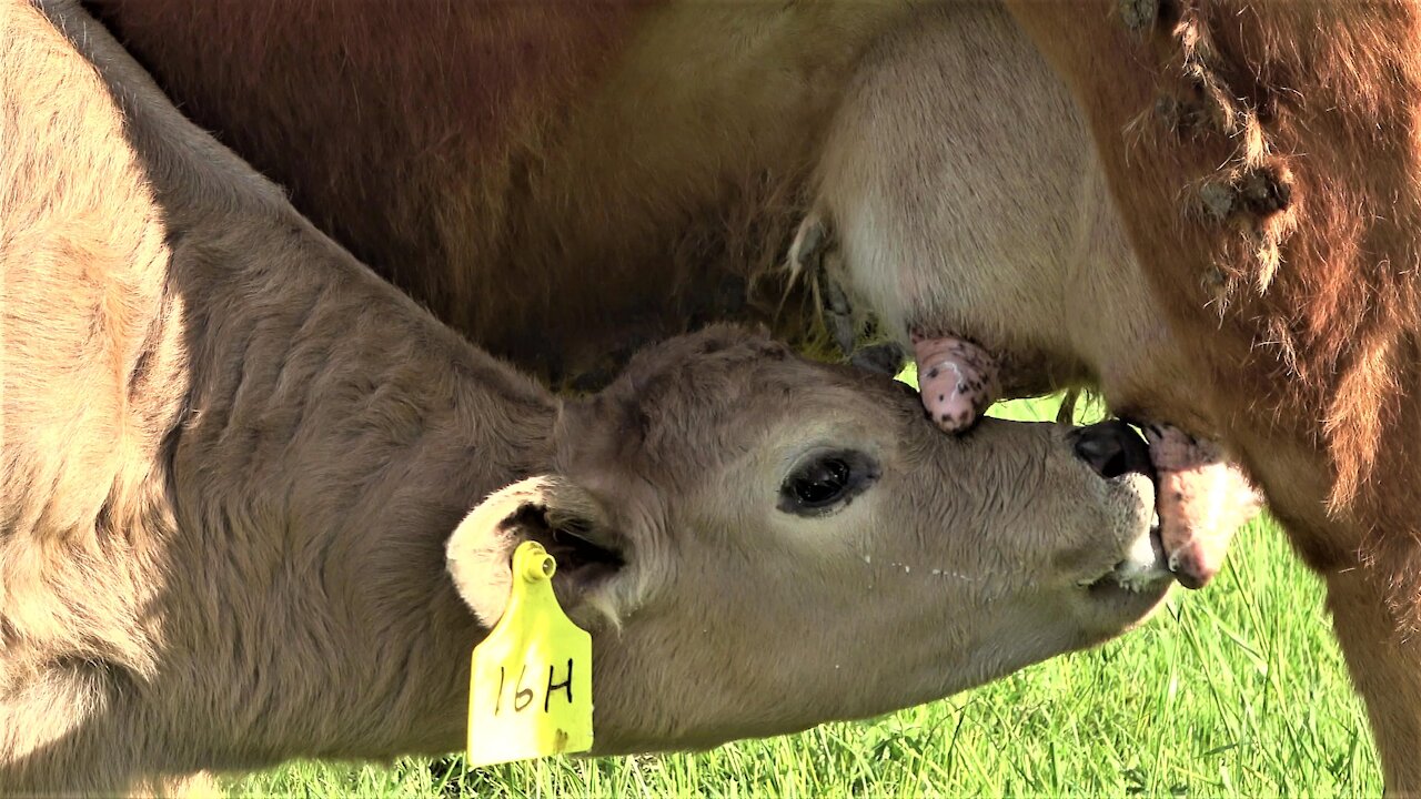 Calf has adorable milk mustache as he drinks from his mother