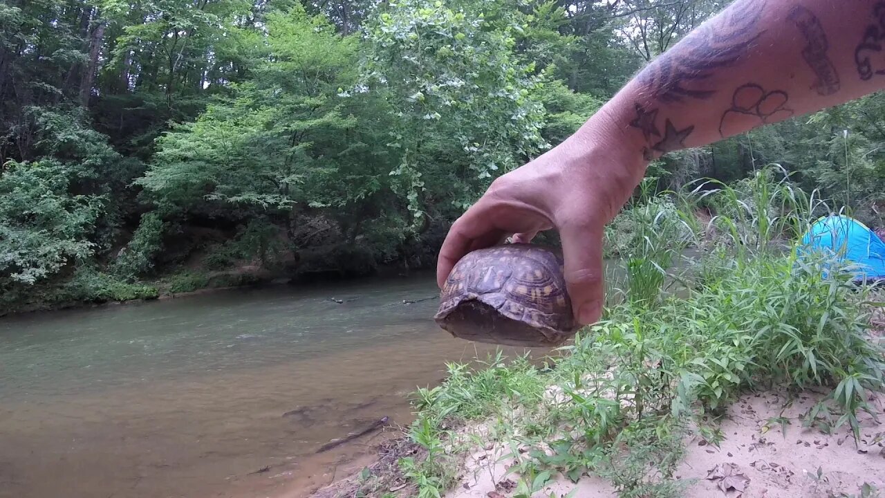 Stuck up turtle!