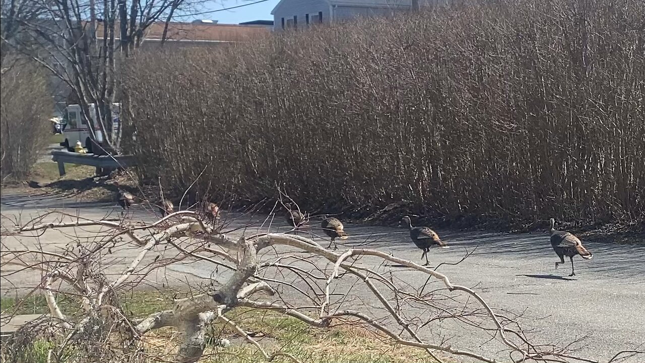 Turkey Town