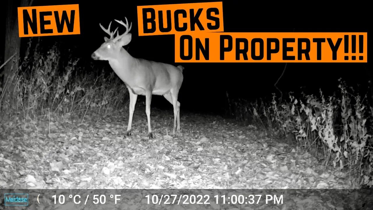 Trailcam FOOTAGE From The PROPERTY!!! (New Bucks & Coyote Action)