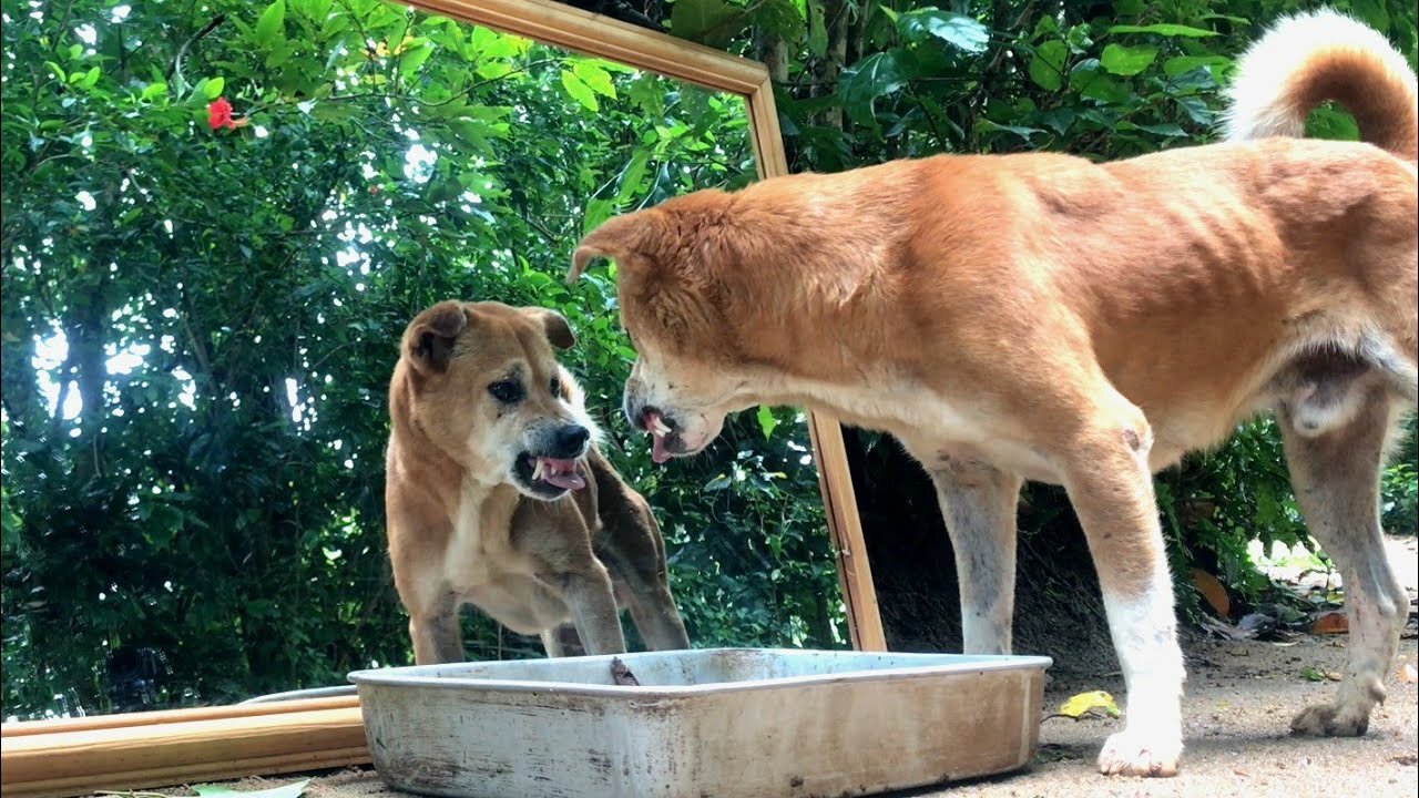 Are You Serious... Dog Prank on Mirror