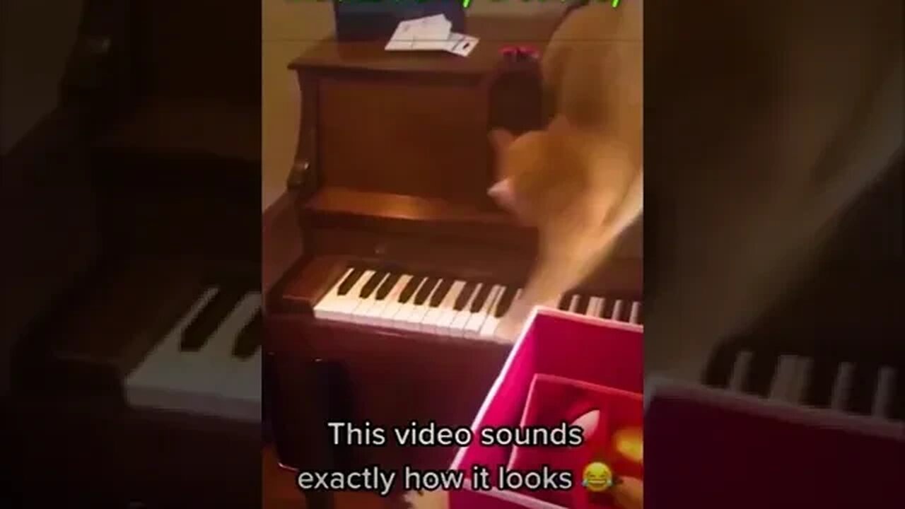 Comedia - Piano playing cat