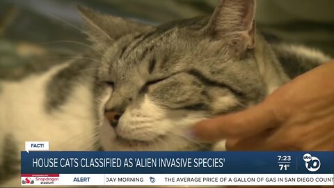 Fact or Fiction: Cats classified as alien invasive species?