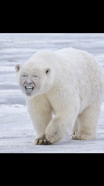 The Ultimate Donald Trump Polar Bear Meme! 🐻‍❄️