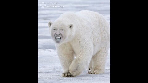 The Ultimate Donald Trump Polar Bear Meme! 🐻‍❄️
