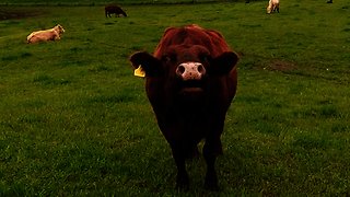 Mother Cow's Heartbreaking Emotional Anguish After Losing Her Newborn Calf