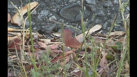 Experts say mass bloom of 'helicopters' across WNY caused by recent warmth and mild winter