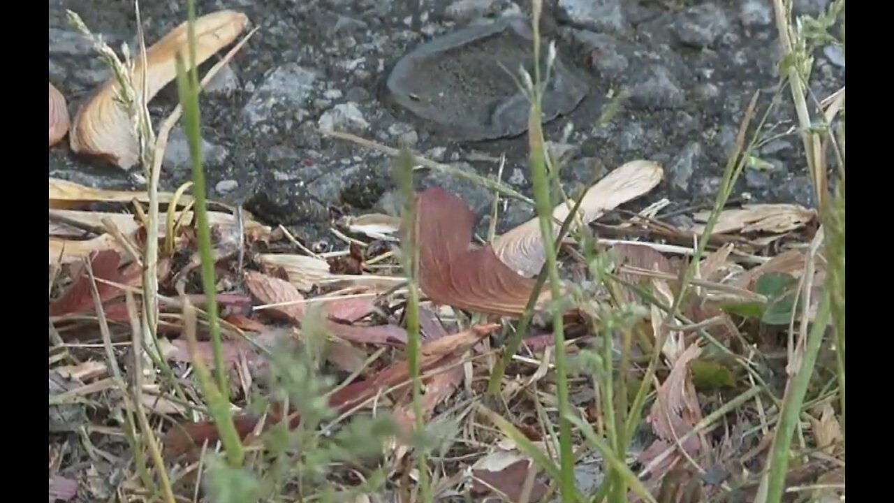 Experts say mass bloom of 'helicopters' across WNY caused by recent warmth and mild winter