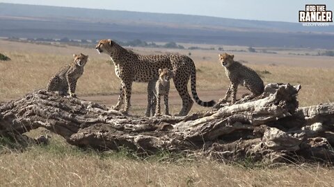 Cheetah Family In Kenya's Maasai Mara | African Safari | Zebra Plains