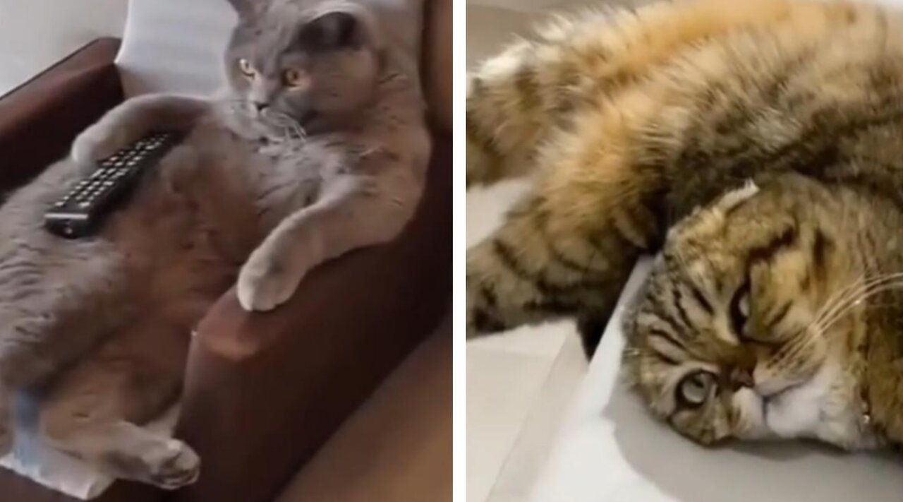 Funny cats.