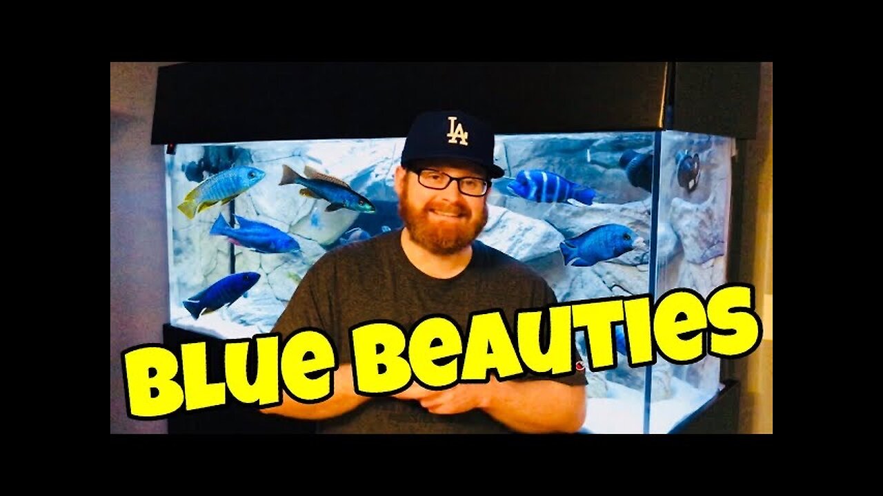 Stunning BLUE African Cichlids (COLORFUL)