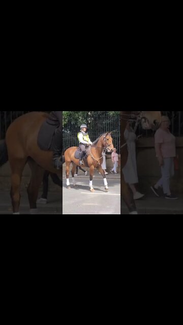 impatient horse behind the royal carriage #buckinghampalace