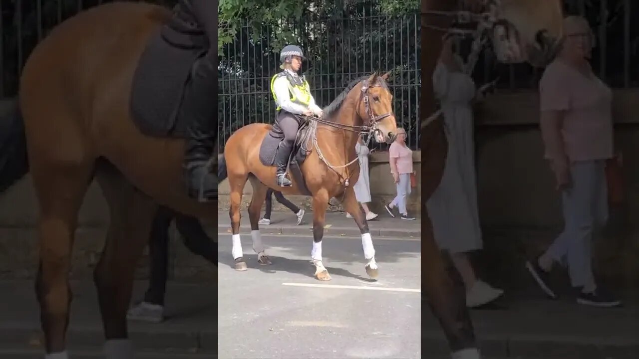 impatient horse behind the royal carriage #buckinghampalace