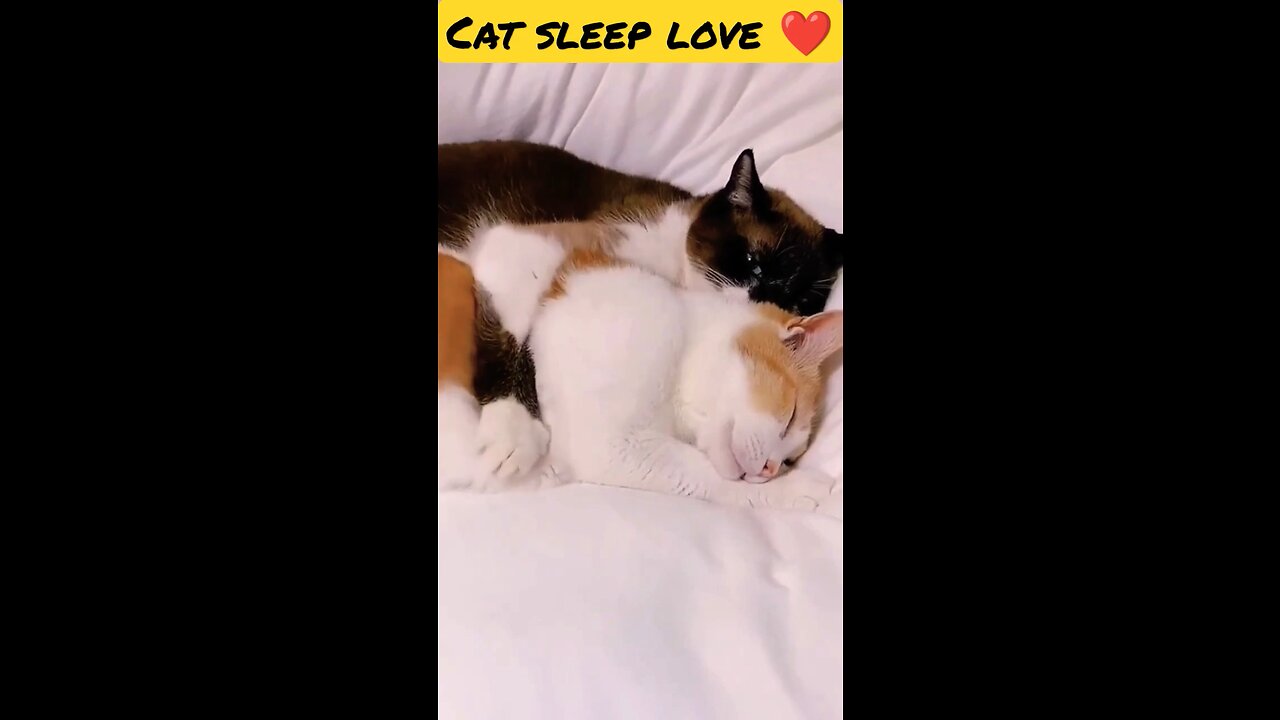 CAT LOVE 🫶❤️