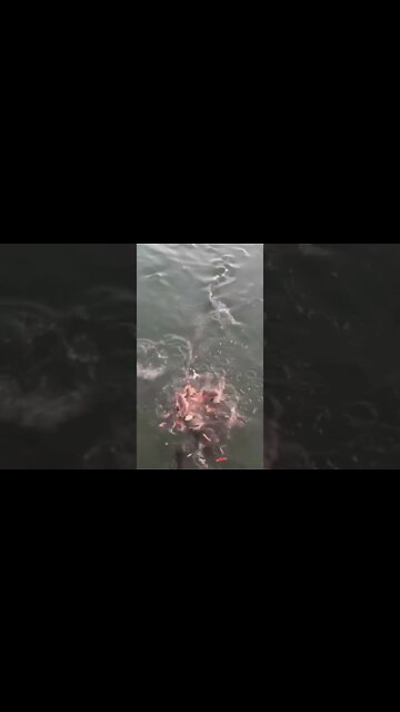 Catfish Feeding Frenzy