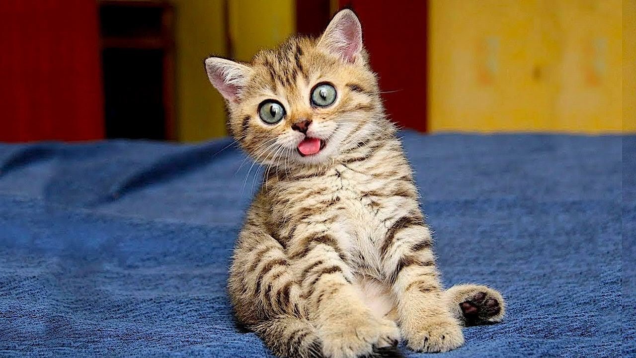 Cutest Funny Cats And Kittens Meowing Compilation You've Ever Seen