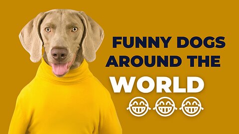 Funny Dogs Around The World