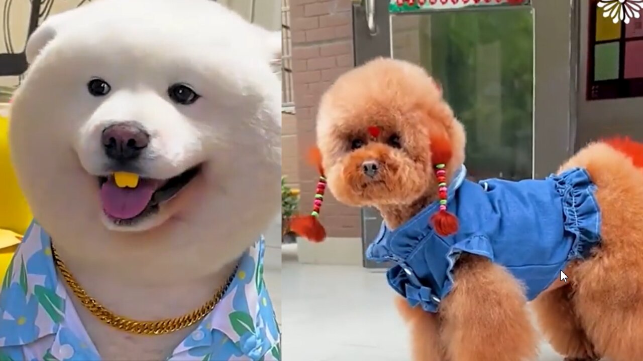 Funny animals