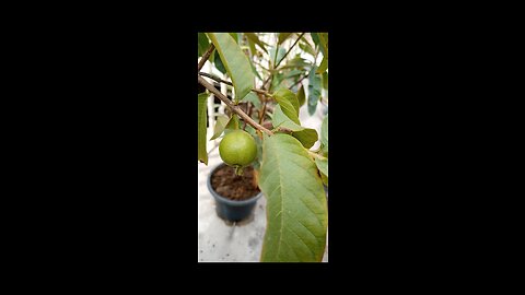 Guava in a pot