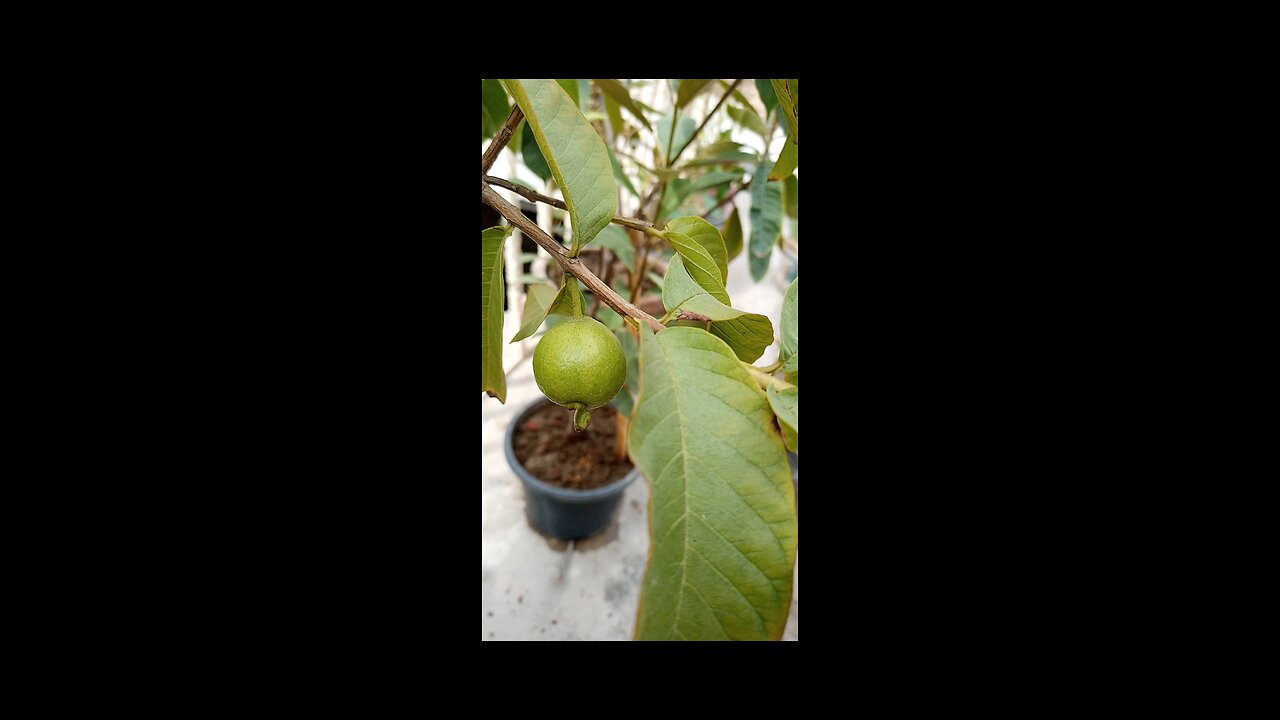 Guava in a pot