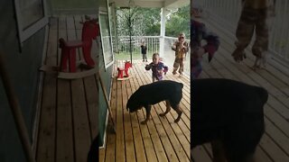 Rottweiler Playing With Bubbles #Shorts #rottweiler😍💖💜💛