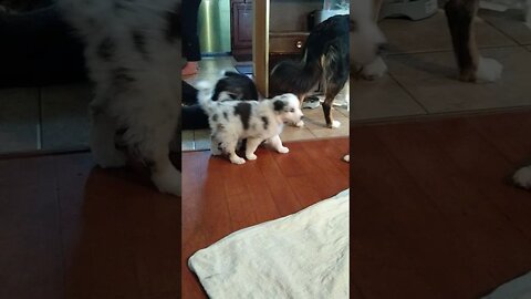 9 bébés berger australien, c'est vivant!! 🐶🐶🐶