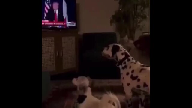 Video upload for 110348117239316165