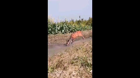 Animal reactions 16 million Views