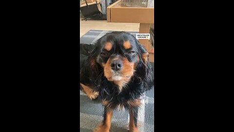 CutieCavaliers