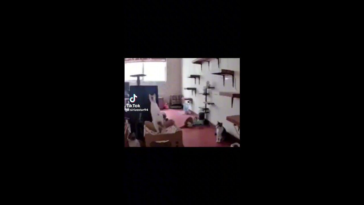CAT FRIGHT 😂😂😂😂