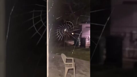 Amazing what perfection Spider building its web🕷️🕷️
