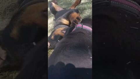 Rottweilers - Eddie And Faye - Taking A Break From House Renovations. They Are So Dramatic!