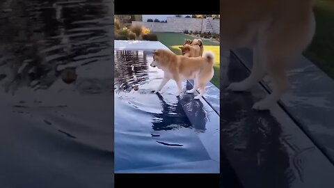 cute cats and dogs 😹🐶 cute animals 2023